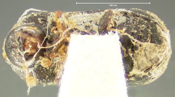 Media type: image;   Entomology 994 Aspect: habitus ventral view